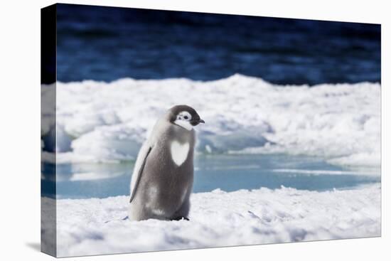 Cape Washington, Antarctica. An Emperor Penguin Chick with Heart-Janet Muir-Stretched Canvas