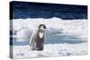 Cape Washington, Antarctica. An Emperor Penguin Chick with Heart-Janet Muir-Stretched Canvas