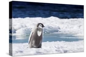 Cape Washington, Antarctica. An Emperor Penguin Chick with Heart-Janet Muir-Stretched Canvas