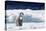 Cape Washington, Antarctica. An Emperor Penguin Chick with Heart-Janet Muir-Stretched Canvas