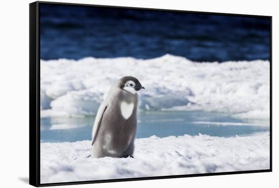 Cape Washington, Antarctica. An Emperor Penguin Chick with Heart-Janet Muir-Framed Stretched Canvas