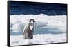 Cape Washington, Antarctica. An Emperor Penguin Chick with Heart-Janet Muir-Framed Stretched Canvas
