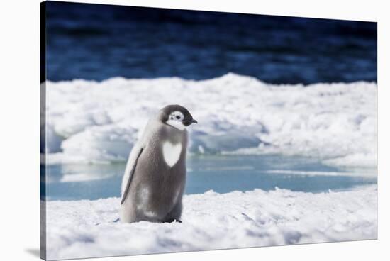 Cape Washington, Antarctica. An Emperor Penguin Chick with Heart-Janet Muir-Stretched Canvas