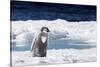 Cape Washington, Antarctica. An Emperor Penguin Chick with Heart-Janet Muir-Stretched Canvas