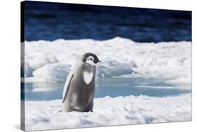 Cape Washington, Antarctica. An Emperor Penguin Chick with Heart-Janet Muir-Stretched Canvas