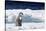 Cape Washington, Antarctica. An Emperor Penguin Chick with Heart-Janet Muir-Stretched Canvas