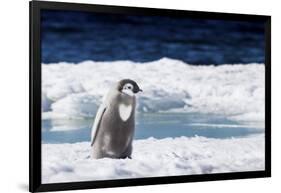 Cape Washington, Antarctica. An Emperor Penguin Chick with Heart-Janet Muir-Framed Photographic Print