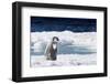 Cape Washington, Antarctica. An Emperor Penguin Chick with Heart-Janet Muir-Framed Photographic Print