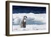 Cape Washington, Antarctica. An Emperor Penguin Chick with Heart-Janet Muir-Framed Photographic Print