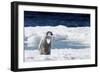 Cape Washington, Antarctica. An Emperor Penguin Chick with Heart-Janet Muir-Framed Photographic Print