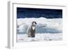 Cape Washington, Antarctica. An Emperor Penguin Chick with Heart-Janet Muir-Framed Photographic Print