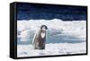 Cape Washington, Antarctica. An Emperor Penguin Chick with Heart-Janet Muir-Framed Stretched Canvas