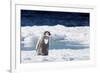 Cape Washington, Antarctica. An Emperor Penguin Chick with Heart-Janet Muir-Framed Photographic Print