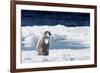 Cape Washington, Antarctica. An Emperor Penguin Chick with Heart-Janet Muir-Framed Photographic Print