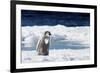 Cape Washington, Antarctica. An Emperor Penguin Chick with Heart-Janet Muir-Framed Photographic Print