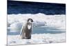 Cape Washington, Antarctica. An Emperor Penguin Chick with Heart-Janet Muir-Mounted Photographic Print