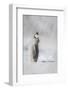 Cape Washington, Antarctica. an Emperor Penguin Chick-Janet Muir-Framed Photographic Print