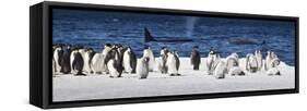 Cape Washington, Antarctica. Emperor Penguins and Orcas-Janet Muir-Framed Stretched Canvas