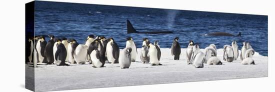 Cape Washington, Antarctica. Emperor Penguins and Orcas-Janet Muir-Stretched Canvas