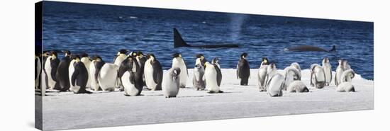 Cape Washington, Antarctica. Emperor Penguins and Orcas-Janet Muir-Stretched Canvas
