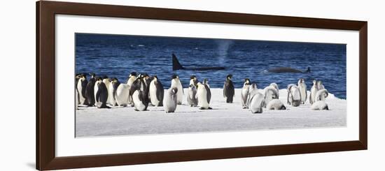 Cape Washington, Antarctica. Emperor Penguins and Orcas-Janet Muir-Framed Photographic Print
