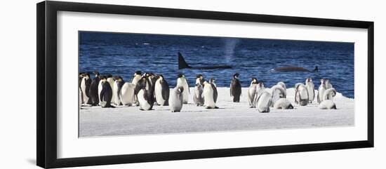 Cape Washington, Antarctica. Emperor Penguins and Orcas-Janet Muir-Framed Premium Photographic Print