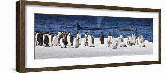 Cape Washington, Antarctica. Emperor Penguins and Orcas-Janet Muir-Framed Photographic Print
