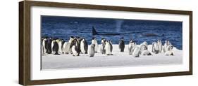 Cape Washington, Antarctica. Emperor Penguins and Orcas-Janet Muir-Framed Photographic Print