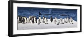 Cape Washington, Antarctica. Emperor Penguins and Orcas-Janet Muir-Framed Photographic Print