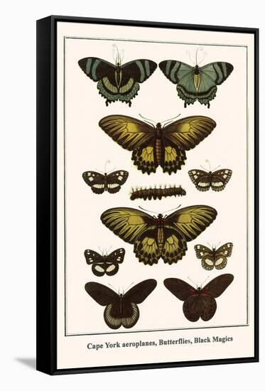 Cape York Aeroplanes, Butterflies, Black Magics-Albertus Seba-Framed Stretched Canvas