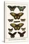 Cape York Aeroplanes, Butterflies, Black Magics-Albertus Seba-Stretched Canvas