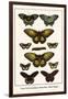 Cape York Aeroplanes, Butterflies, Black Magics-Albertus Seba-Framed Art Print