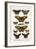 Cape York Aeroplanes, Butterflies, Black Magics-Albertus Seba-Framed Art Print