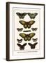 Cape York Aeroplanes, Butterflies, Black Magics-Albertus Seba-Framed Art Print