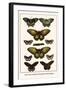Cape York Aeroplanes, Butterflies, Black Magics-Albertus Seba-Framed Art Print