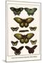 Cape York Aeroplanes, Butterflies, Black Magics-Albertus Seba-Mounted Art Print