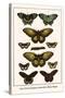 Cape York Aeroplanes, Butterflies, Black Magics-Albertus Seba-Stretched Canvas