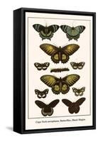 Cape York Aeroplanes, Butterflies, Black Magics-Albertus Seba-Framed Stretched Canvas