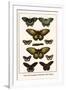 Cape York Aeroplanes, Butterflies, Black Magics-Albertus Seba-Framed Art Print