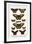 Cape York Aeroplanes, Butterflies, Black Magics-Albertus Seba-Framed Art Print