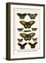 Cape York Aeroplanes, Butterflies, Black Magics-Albertus Seba-Framed Art Print