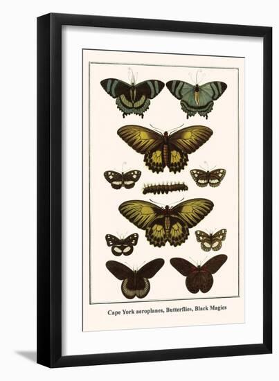 Cape York Aeroplanes, Butterflies, Black Magics-Albertus Seba-Framed Art Print