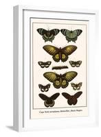 Cape York Aeroplanes, Butterflies, Black Magics-Albertus Seba-Framed Art Print