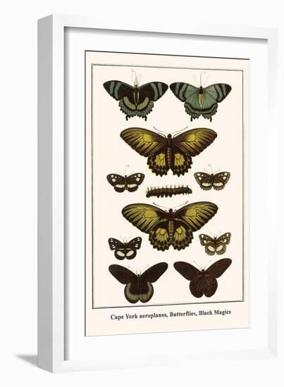 Cape York Aeroplanes, Butterflies, Black Magics-Albertus Seba-Framed Art Print