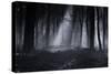 Capela Forest-Julien Oncete-Stretched Canvas