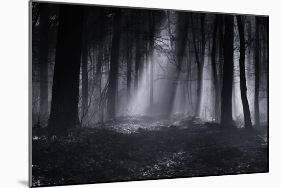 Capela Forest-Julien Oncete-Mounted Photographic Print