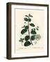 Caper Bush, Capparis Spinosa. Handcoloured Stipple Engraving by Moret after an Illustration by Pier-Pierre-Joseph Redouté-Framed Giclee Print