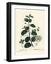 Caper Bush, Capparis Spinosa. Handcoloured Stipple Engraving by Moret after an Illustration by Pier-Pierre-Joseph Redouté-Framed Giclee Print