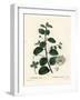 Caper Bush, Capparis Spinosa. Handcoloured Stipple Engraving by Moret after an Illustration by Pier-Pierre-Joseph Redouté-Framed Giclee Print