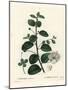 Caper Bush, Capparis Spinosa. Handcoloured Stipple Engraving by Moret after an Illustration by Pier-Pierre-Joseph Redouté-Mounted Giclee Print